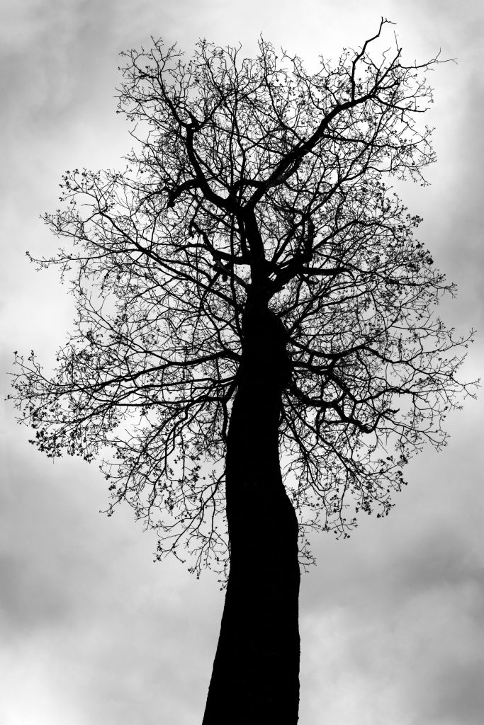Survivor