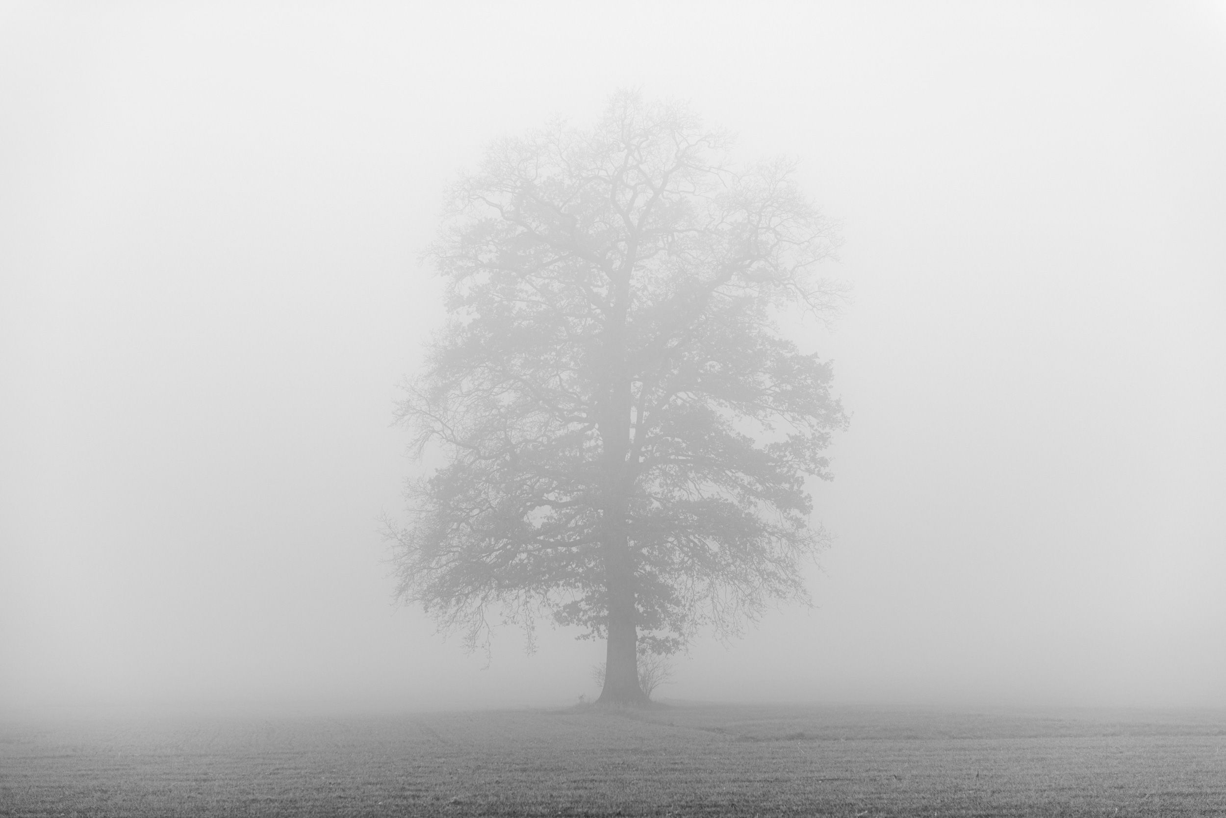 in the fog — einzelner Baum im dichten Nebel