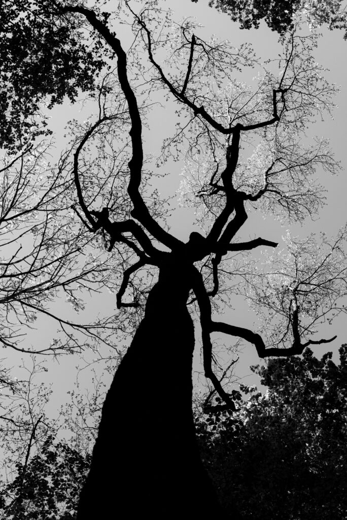 Goddess of the Forest