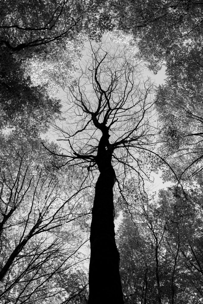 Light Tree