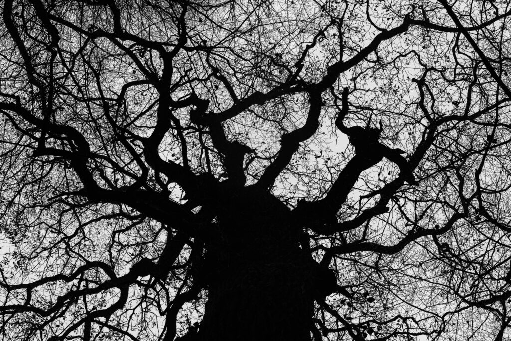 Mr. Wild