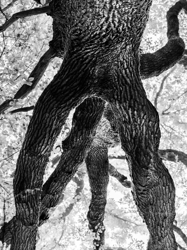 Walking Trees