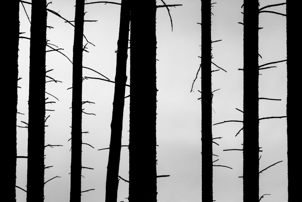 Borderland